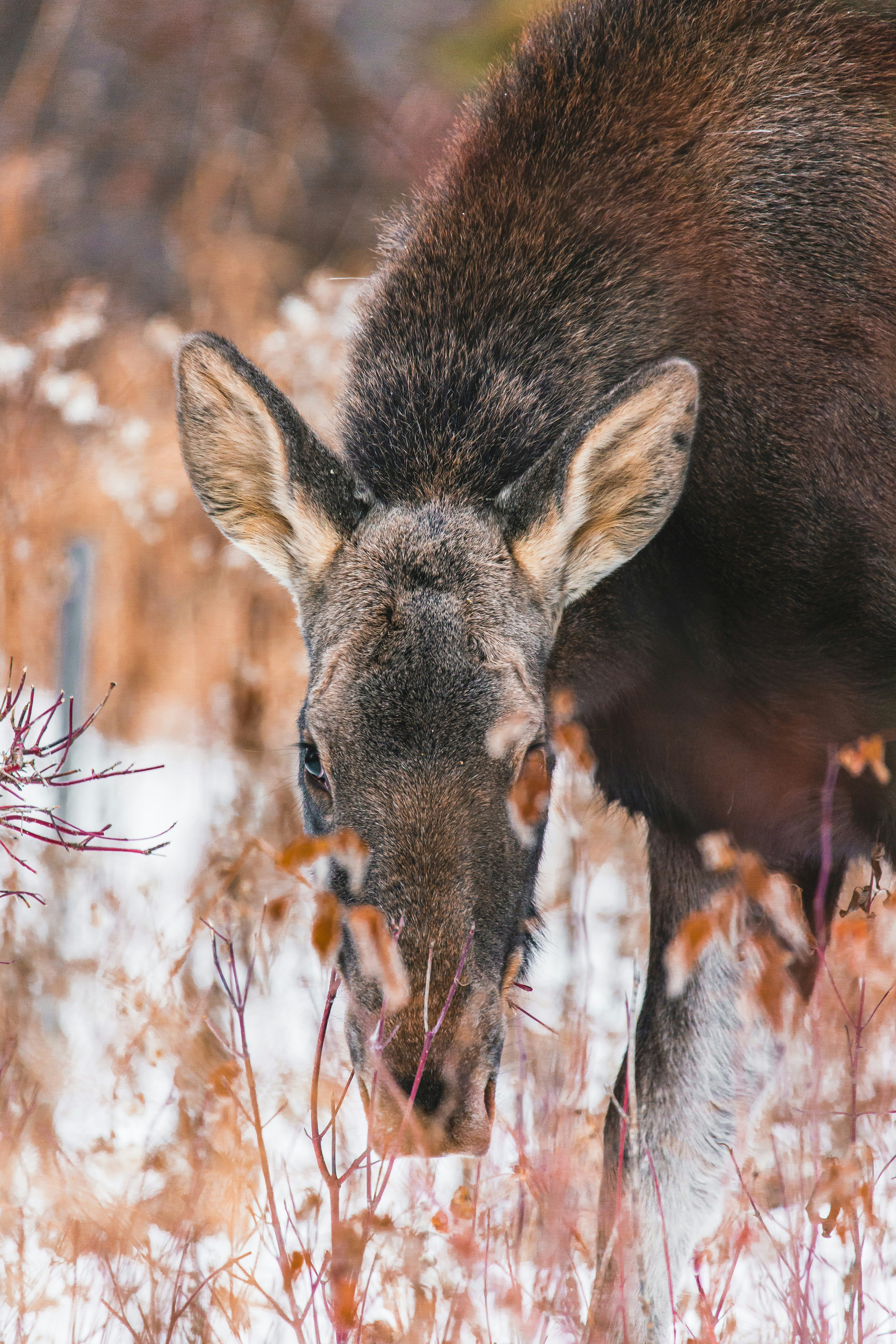 brown deer standing on brown grass during daytime